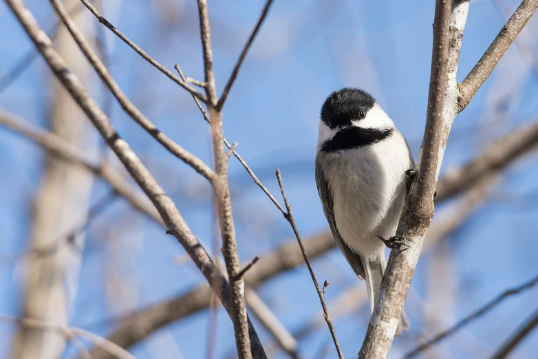 a bird perched on a nch in the tree