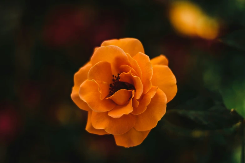 a single orange rose with lots of leaves on a green background