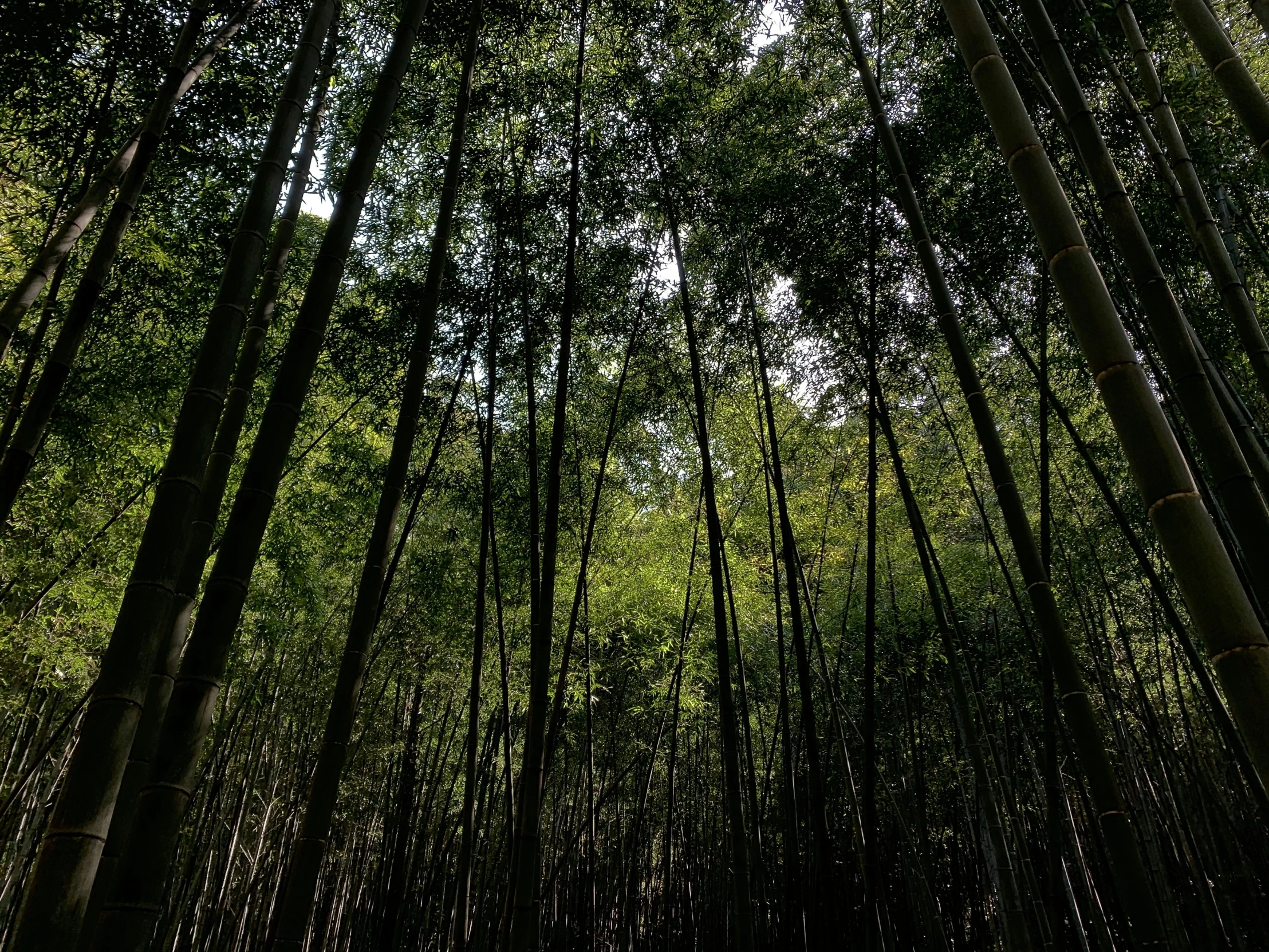 there is a picture of a lush green forest