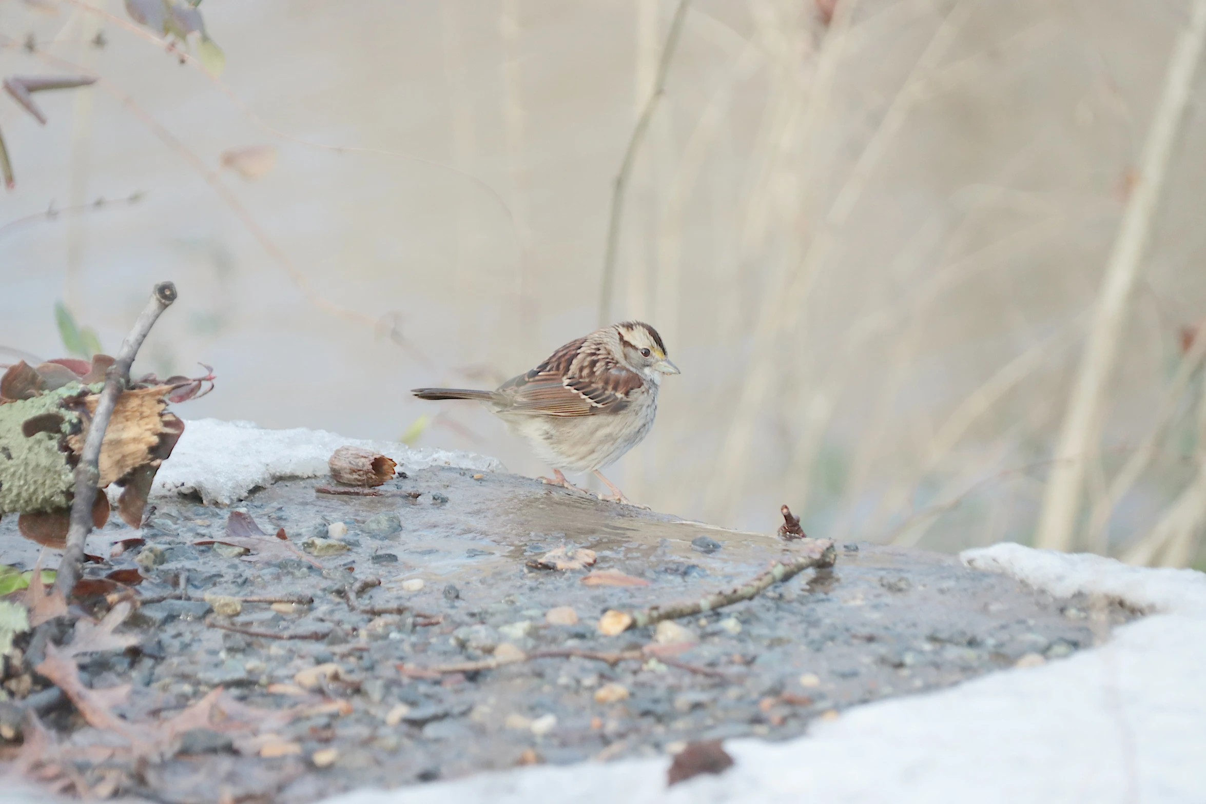 a small brown bird perched on the side of a building