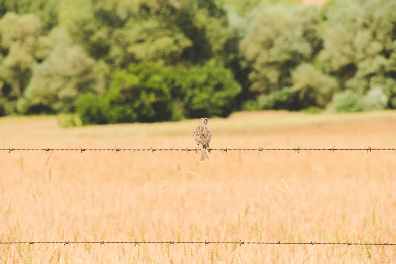 the bird is perched on the barbed wire