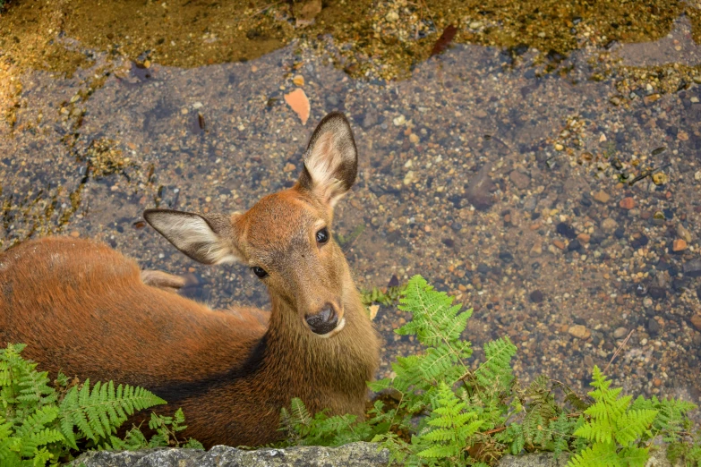 a small deer standing on top of a forest floor