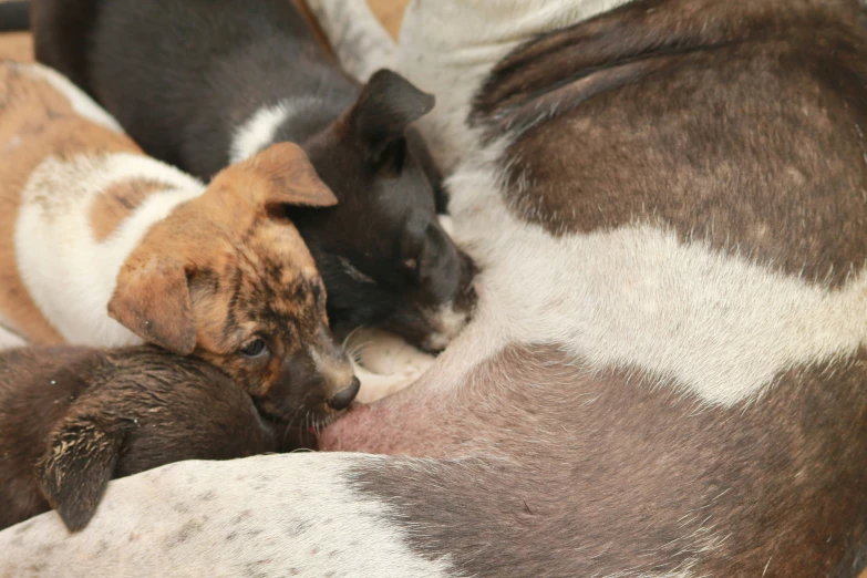 two dogs are lying on a spotted sheet