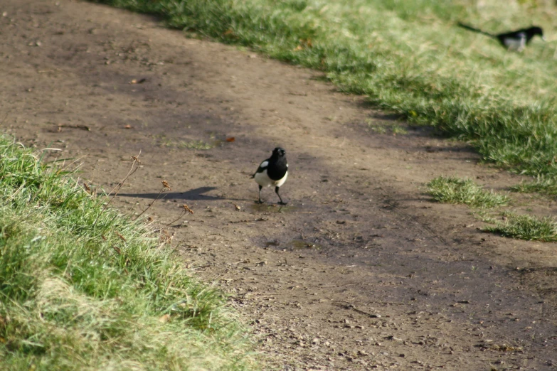 a bird that is walking down a path