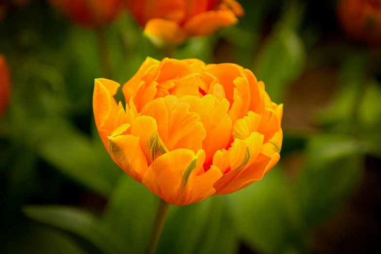 an orange colored flowers blooming in the garden
