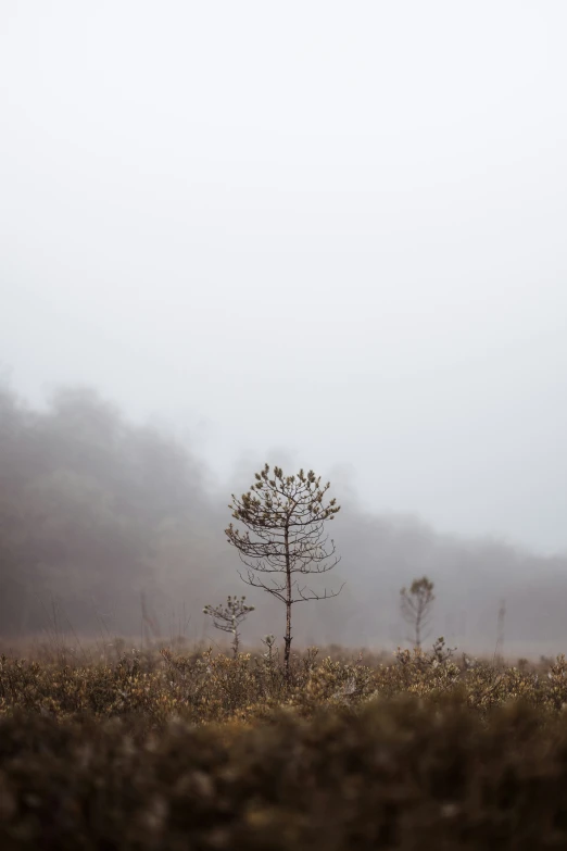 a tree in the middle of nowhere, on a foggy day