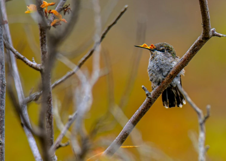 a little bird is sitting on a nch with leaves