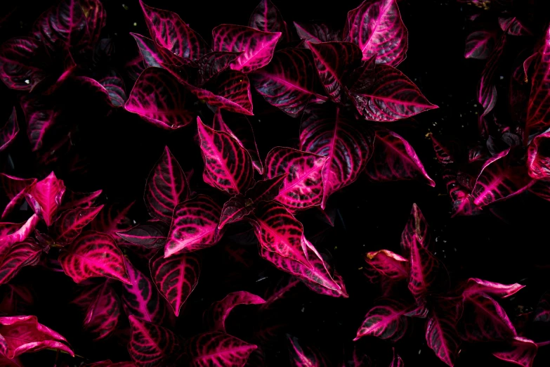 the image is of a group of leaves that appear to be pink