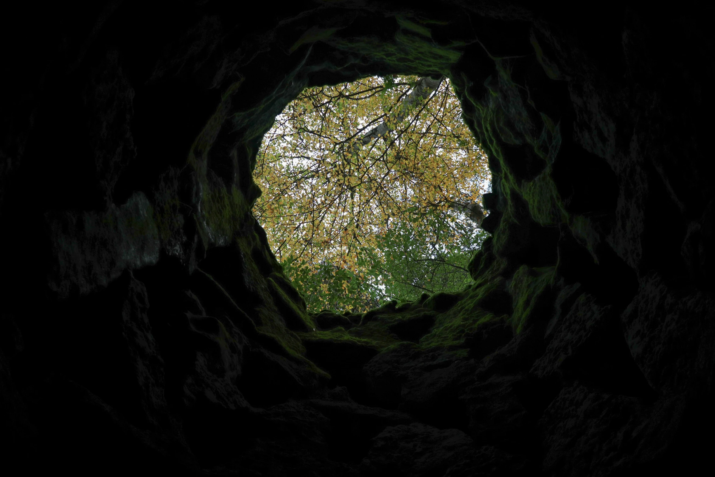 a tunnel with trees and nches in the middle