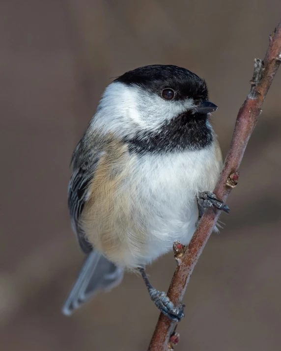 a bird perched on a limb with lots of budding