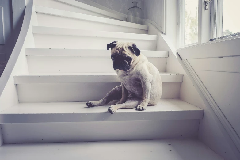 a pug sits at the top of an white staircase