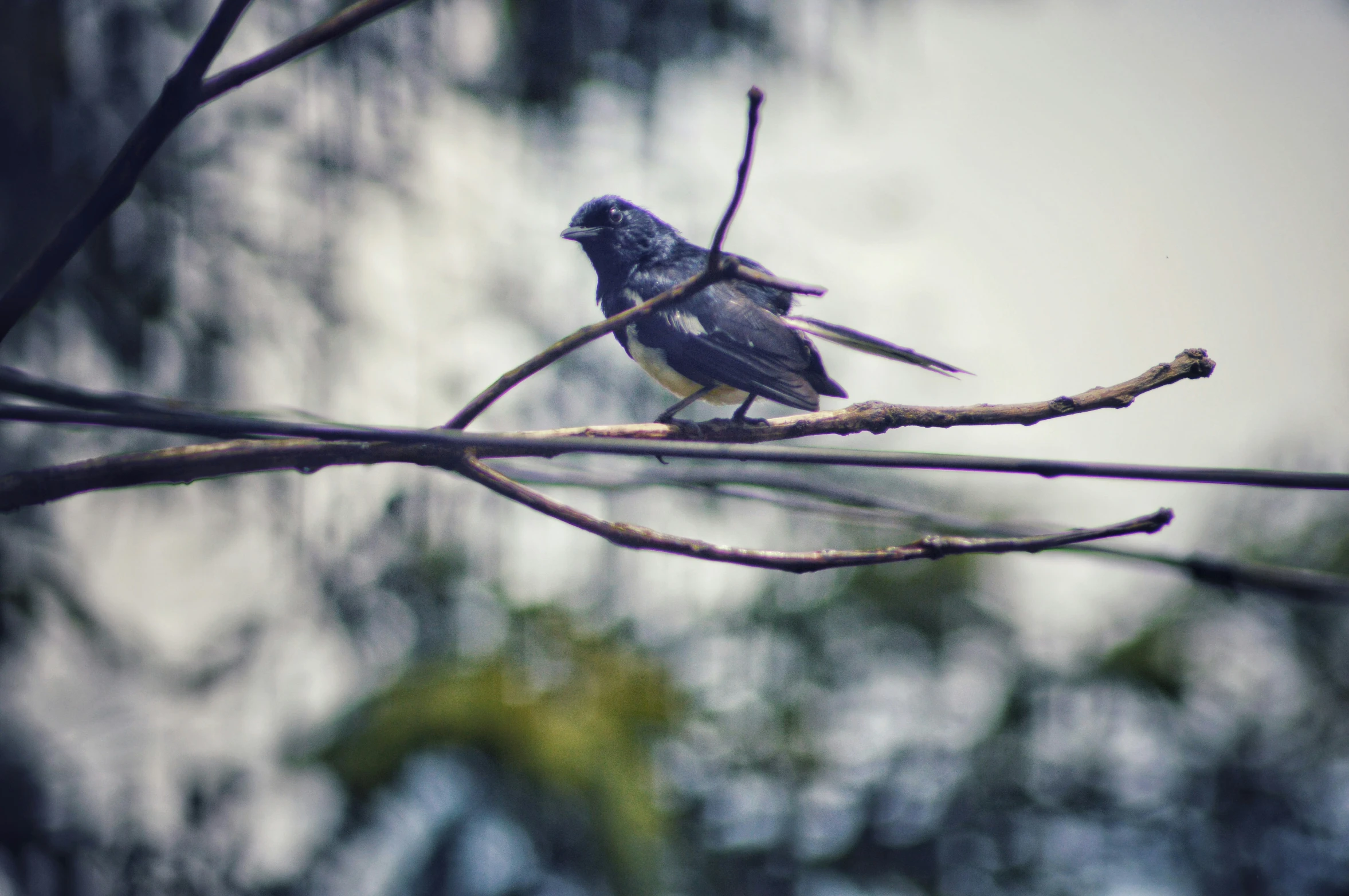 a small bird sitting on the tree nch