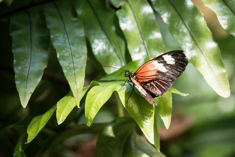 a large orange and black erfly on a green plant