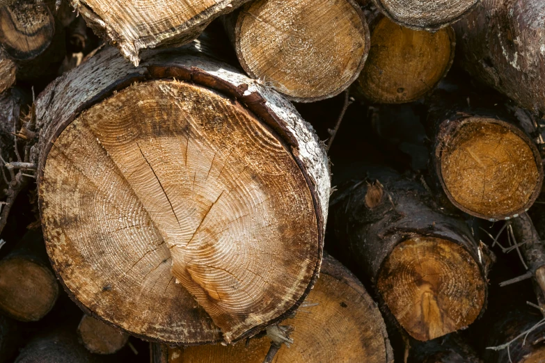 wood piled up in the background and other wood pieces