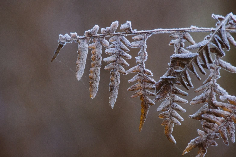 small nches of a tree have snow - covered foliage