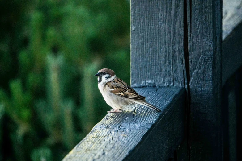 a small bird sits on top of a wooden rail