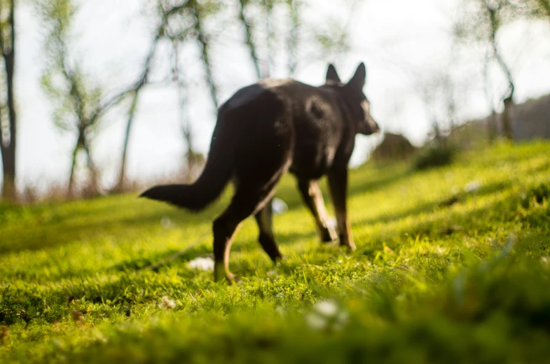 the dog is running through the grassy field