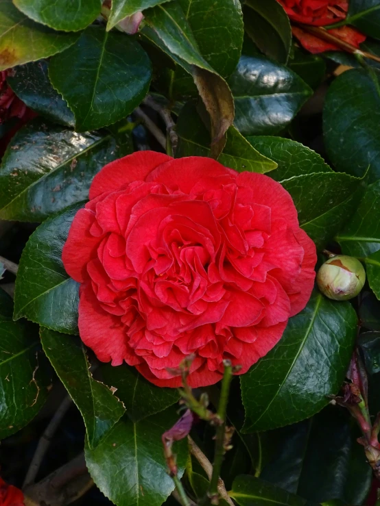 a red flower is in a tree next to leaves