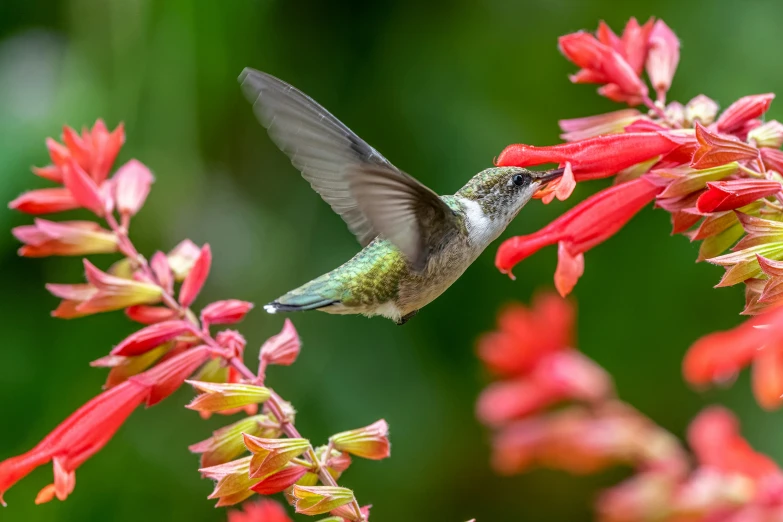 a hummingbird sitting on red flowers in the air