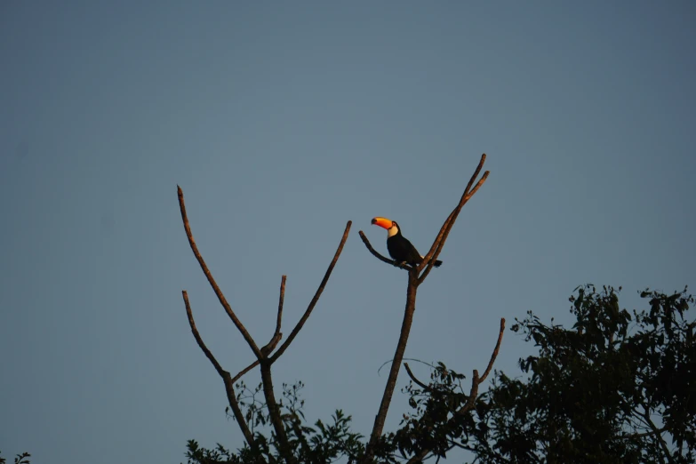 a colorful bird sitting on a bare tree