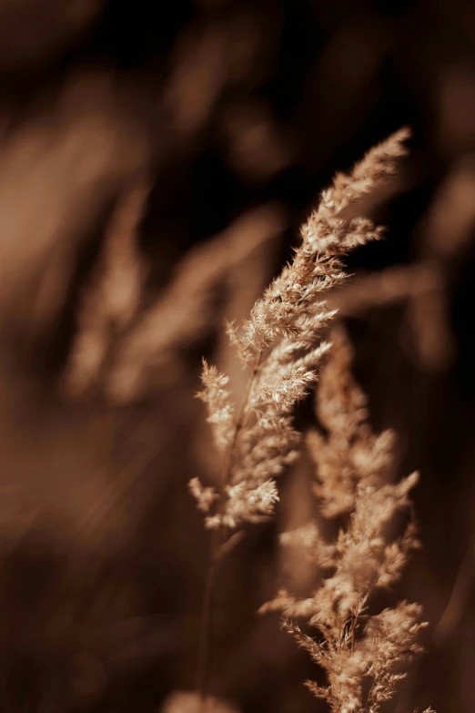 the po of a blurry plant has a soft, yellow color