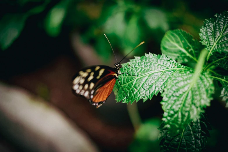 a erfly with black and red dots on its wings