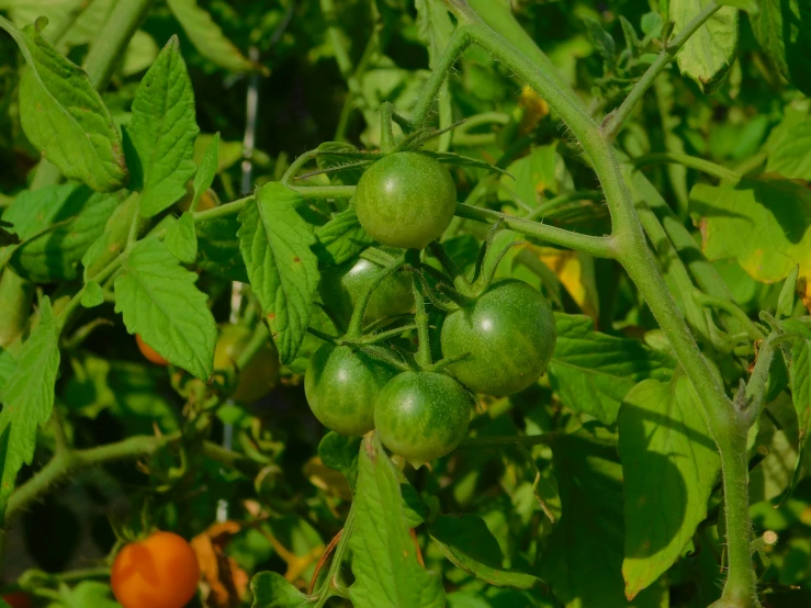 some green and red fruit growing in a tree