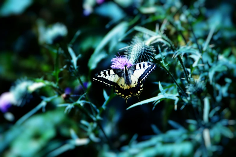 two erflies standing on the purple flower