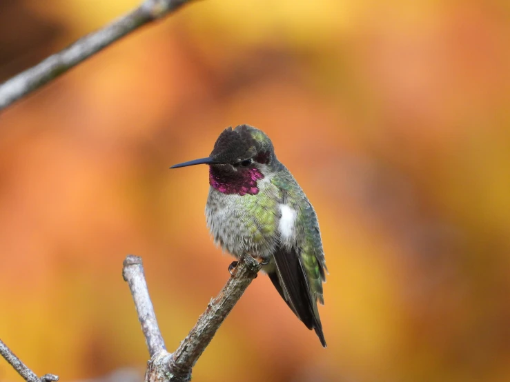 a green, black and red bird on top of a nch