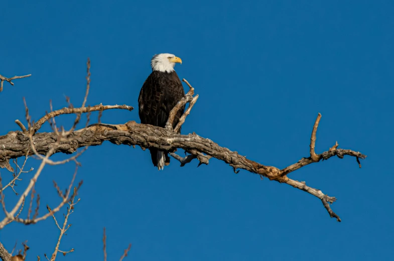 an eagle is sitting in a nch near some bare nches