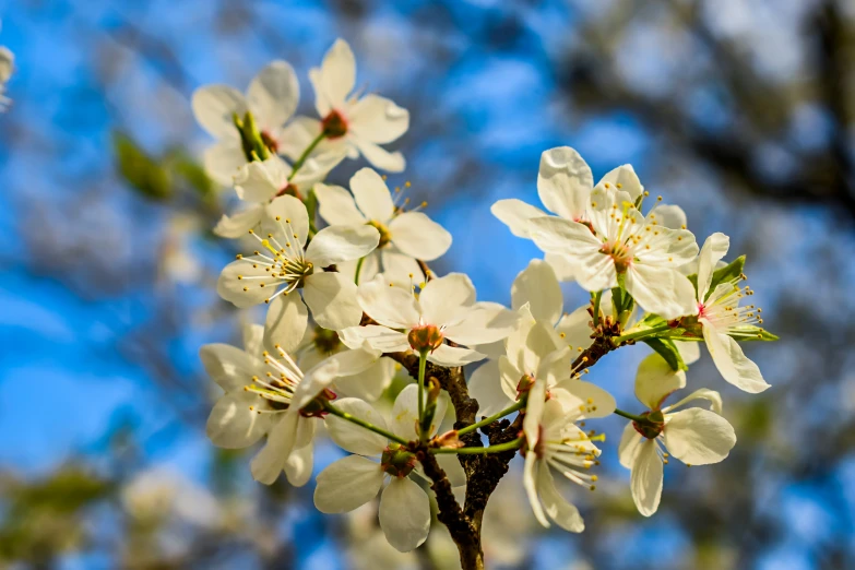 this is white blossoms on an apple tree