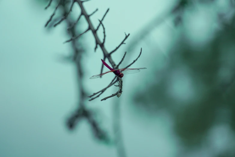 a small insect in a tree with leaves