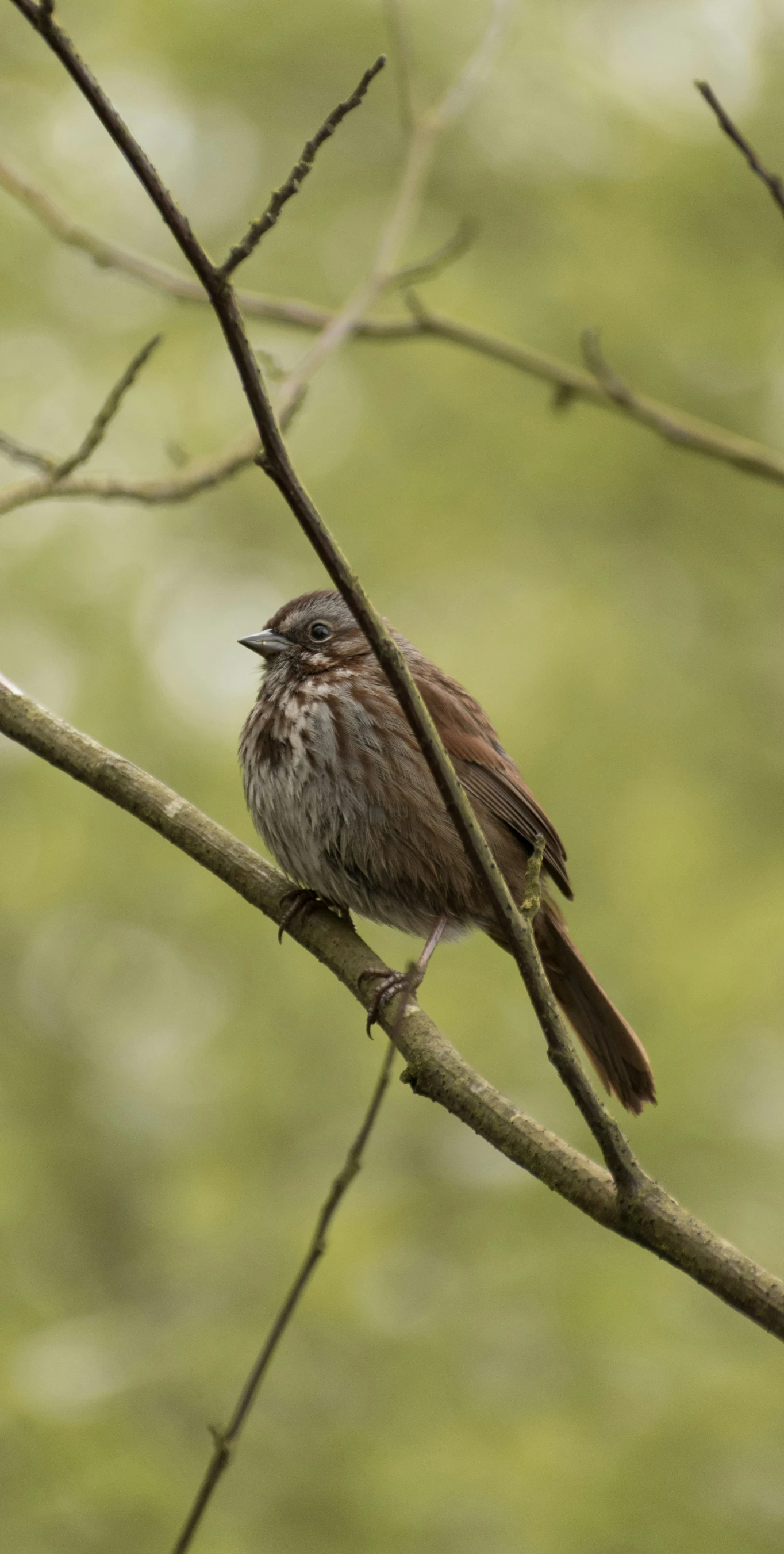 a bird is perched on top of a nch