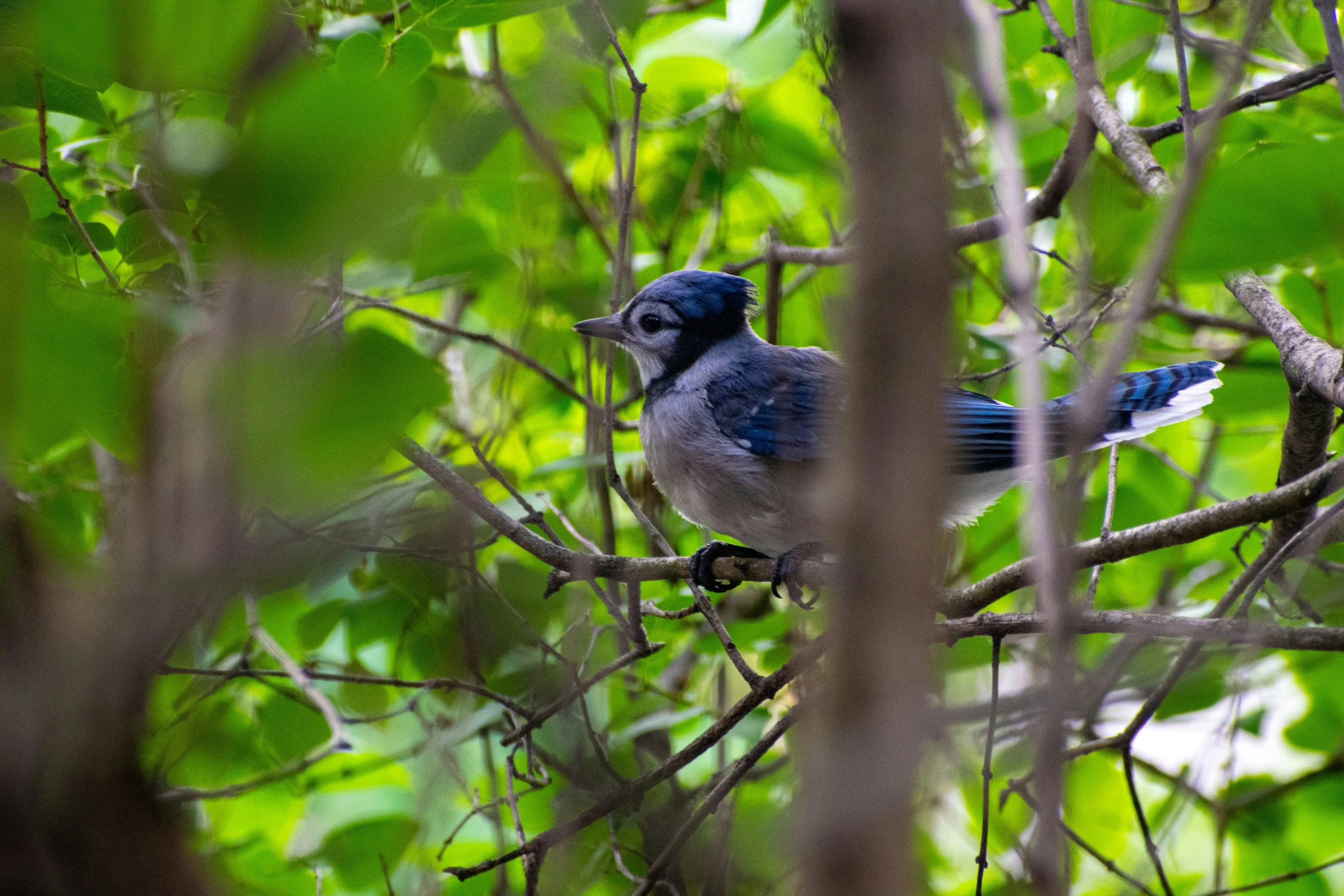 a blue bird sitting on top of a tree nch