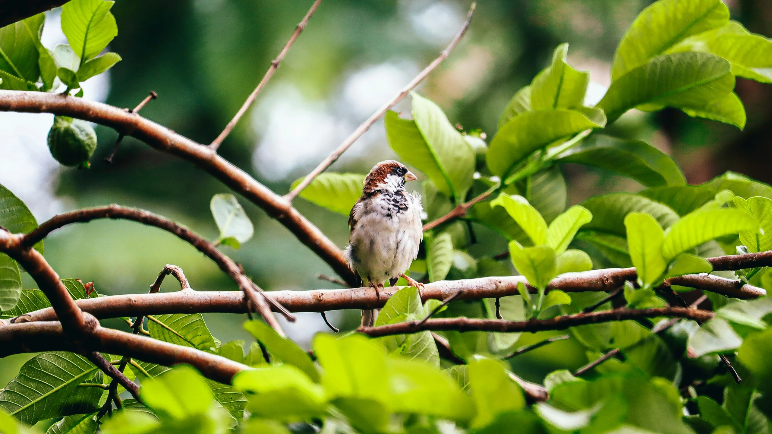 a little bird sitting on a tree limb