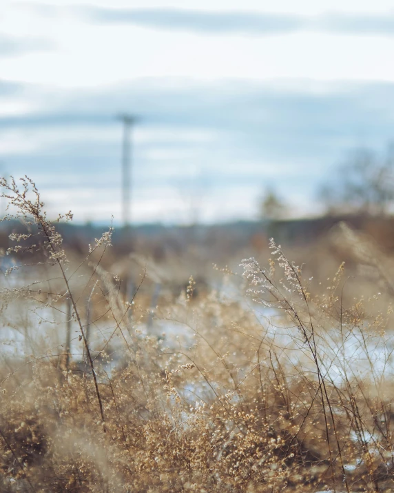 some long brown grass next to a body of water