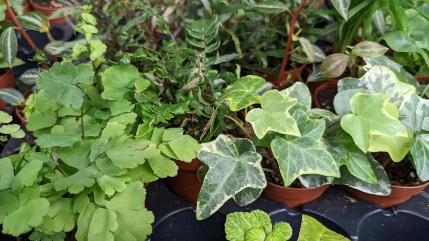 a table full of green plants with purple flowers