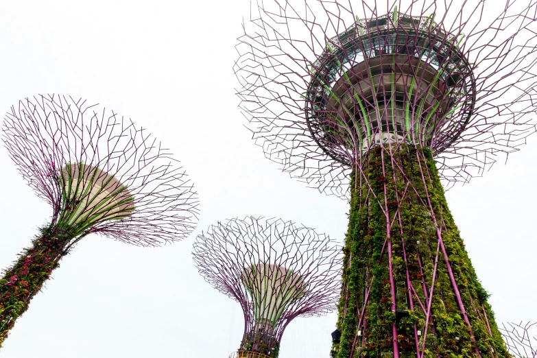 three large trees with many smaller ones in the sky