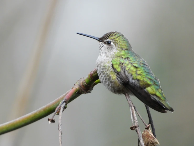 a hummingbird perched on a nch with a thin green stalk next to it