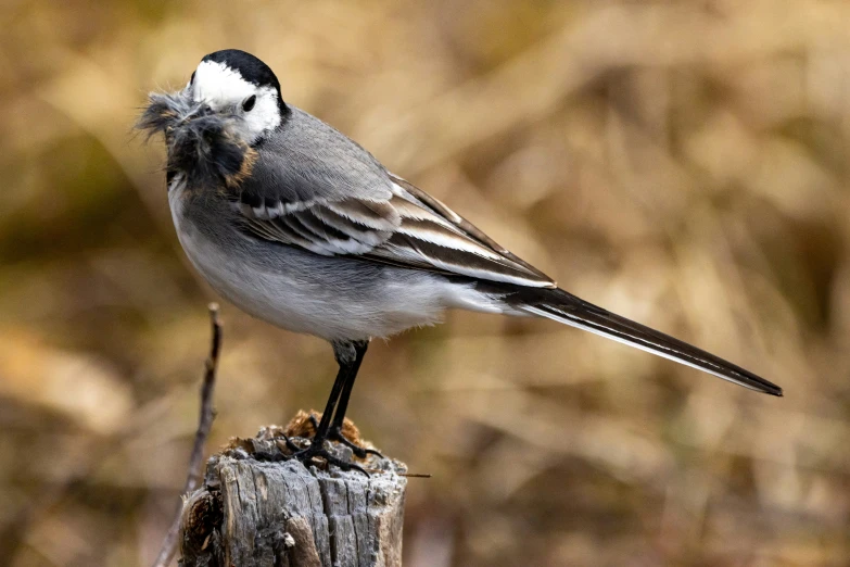 the bird is perched on the wood post