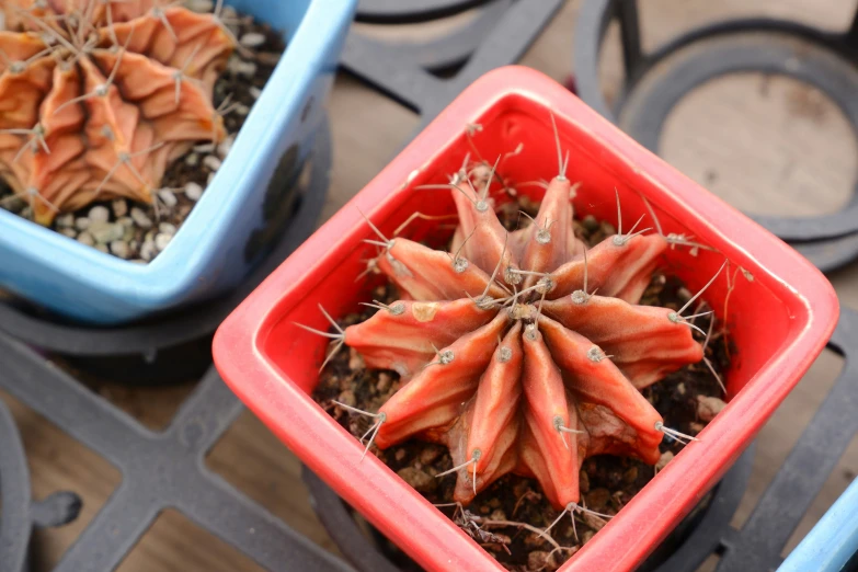 some potted plants and other plant life are in the pots