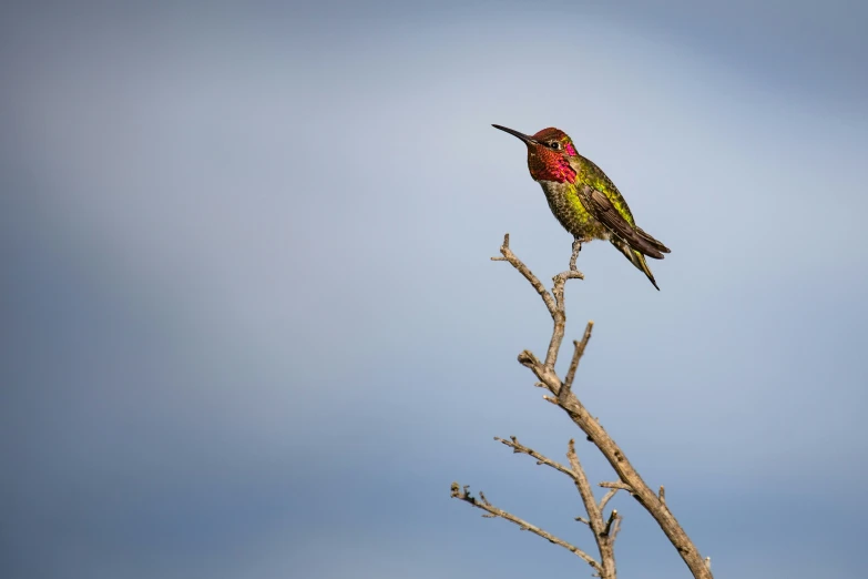 a bird sitting on top of a tree nch