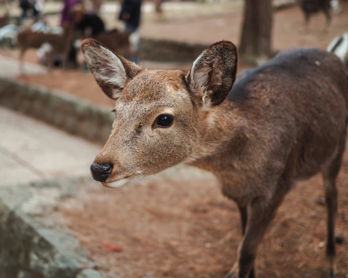 deer is looking away at people sitting in the background