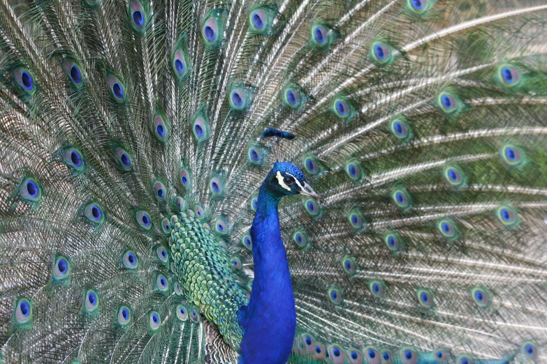 a blue peacock with its feathers spread out