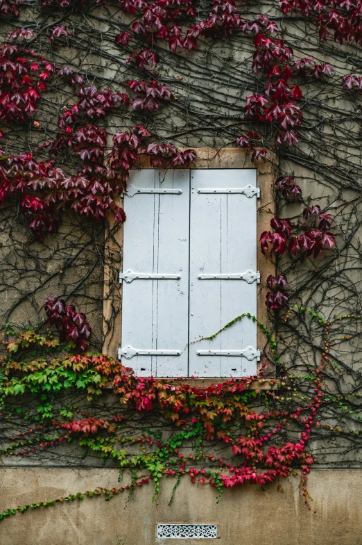 plants growing on the outside of a building