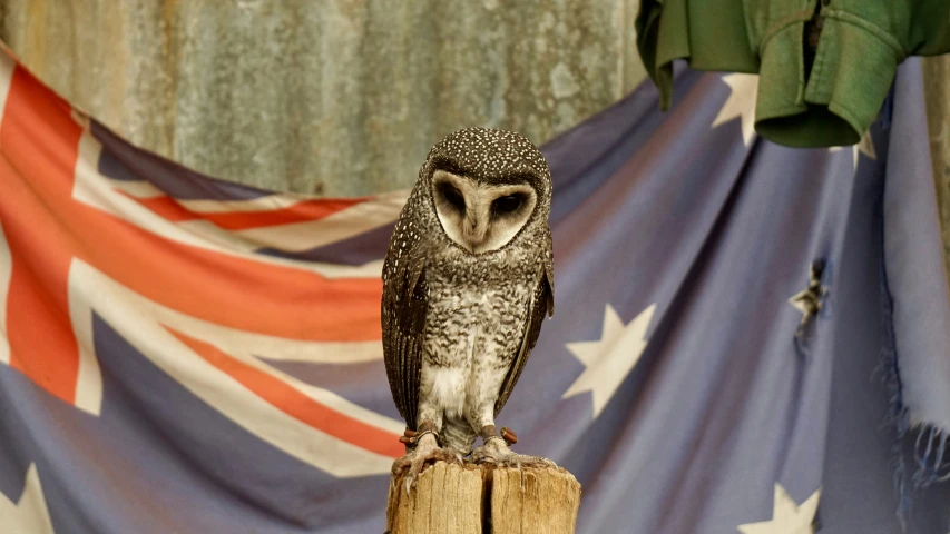 an owl sits on top of a wooden post