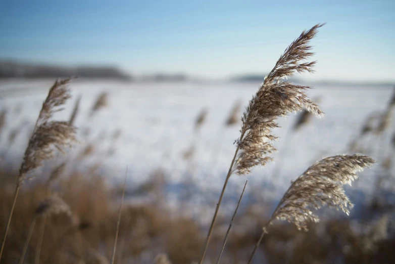 closeup of tall grass in winter with snow on ground