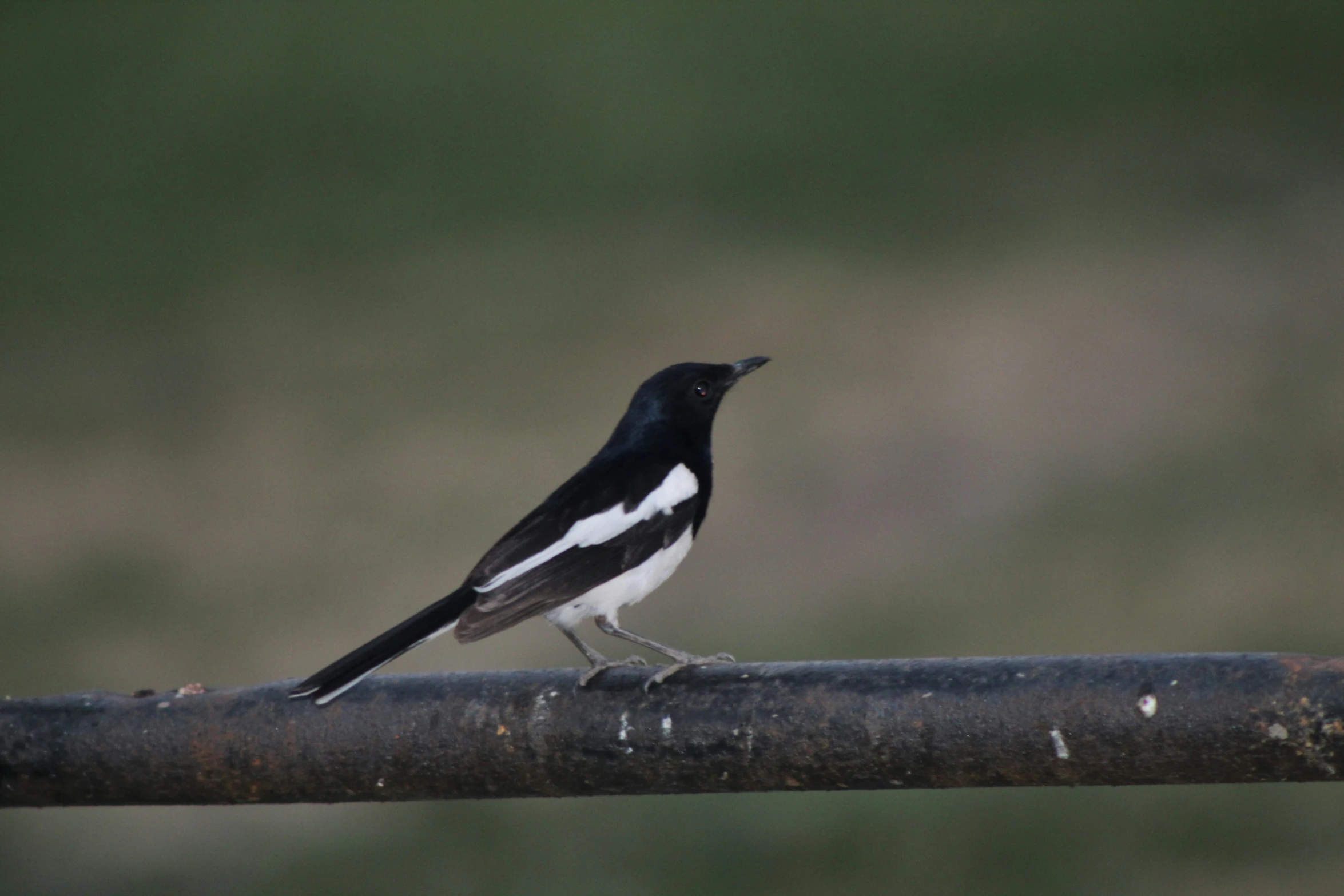 a small bird standing on a metal bar