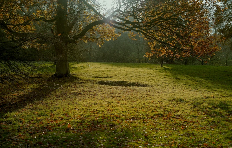 a pathway in the woods near some trees