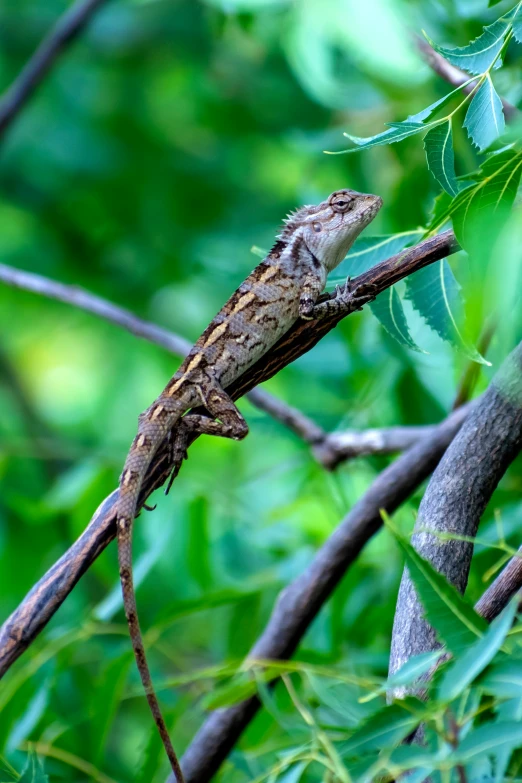 a lizard is sitting on a nch surrounded by green leaves